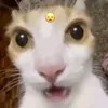 chapjmayconga
