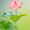 quang.ng6909