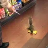 romaniansquirrel