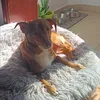 paticaeiro