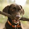 goodboybruce12