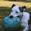 crazydogmom329