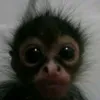 nicoiisjdj