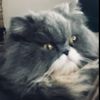 si.bella88