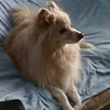🧇🐕