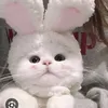 baongioc