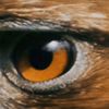eagle.e.y.e
