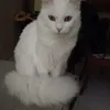 pasqualefella