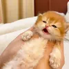 churuchaochuru