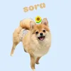 sora.pome