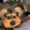 pet cute