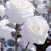 alinagee85