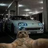 crazycatfor3years