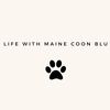 lifewithmainecoonblu