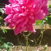 ademir.duarte6
