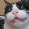 soy_jakie_