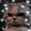 kitty.cute5721