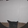 thebomberman31