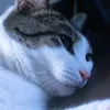 non._3dao