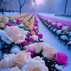 ismaelahmaed4