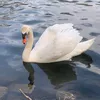 hkgdviy
