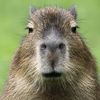 capybara__04