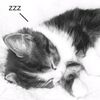 meow14880