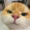 ainggmiawwwww