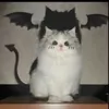 eyekonic_meiyok