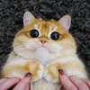 purry.tail_trends