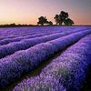 1.lavender_hush