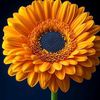 user95700810914407