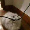 i_liveinmypookieswalls