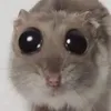 mimimi_miumiu