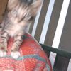 lincy_011117