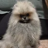 baloo.the.pom