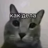 asped