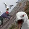 terroristic.segal
