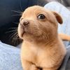 ernest_lovesdogs