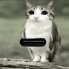 freezishere