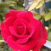 michel.kumar.mond