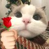 tinyrahma_