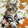sultan_rabia03
