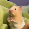 hamstertiti_