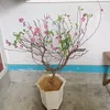 hukuphat4b