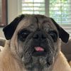 iluvpugs36