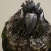 birdthatlookslikeafinger