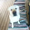 jibbledog