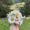 aromagul1