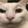 ancelotti_cat